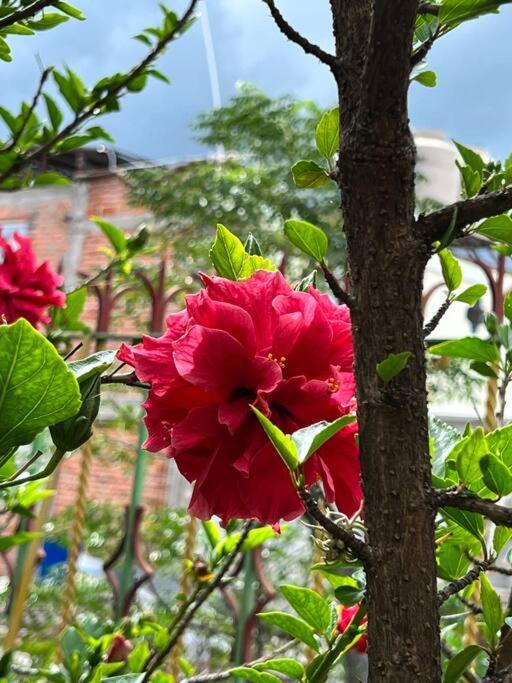 Olivos Habitacion Cuadruple Tequisquiapan Ngoại thất bức ảnh